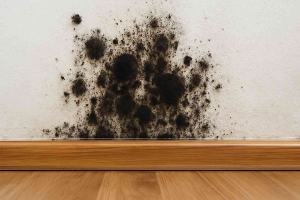 Black Mold