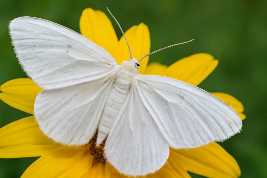 White Moth Spiritual Meaning
