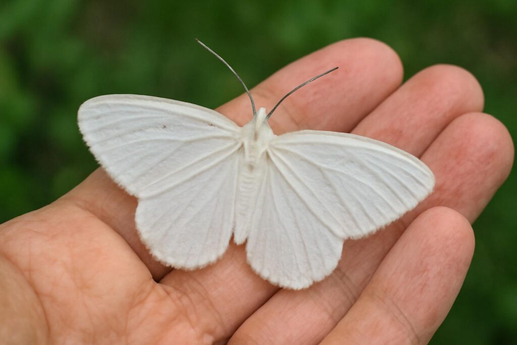 White Moth Landing on You