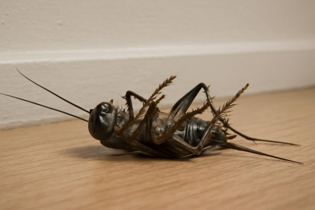 Dead Cricket in House