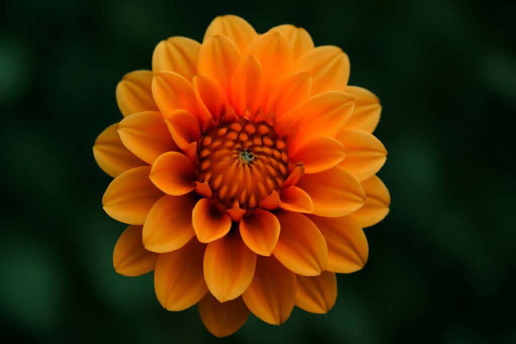 Symbolic Meaning of the Color Orange