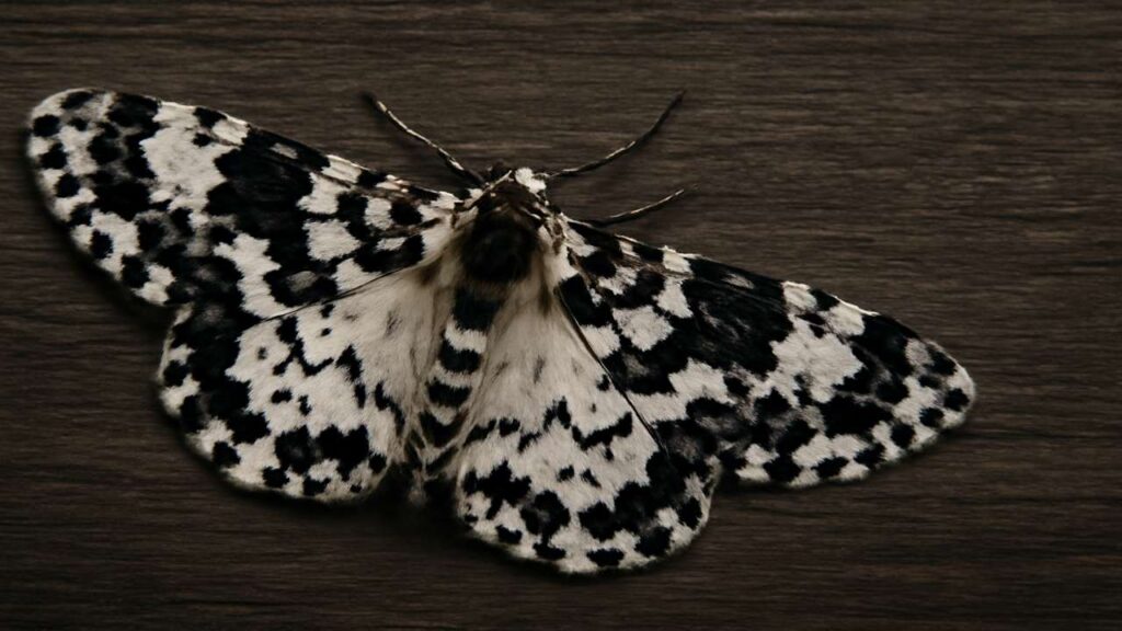 Black and White Moth