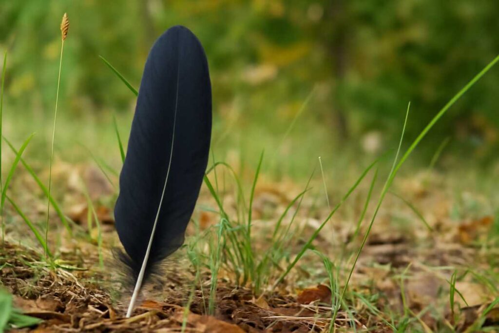 Black Feather in Nature