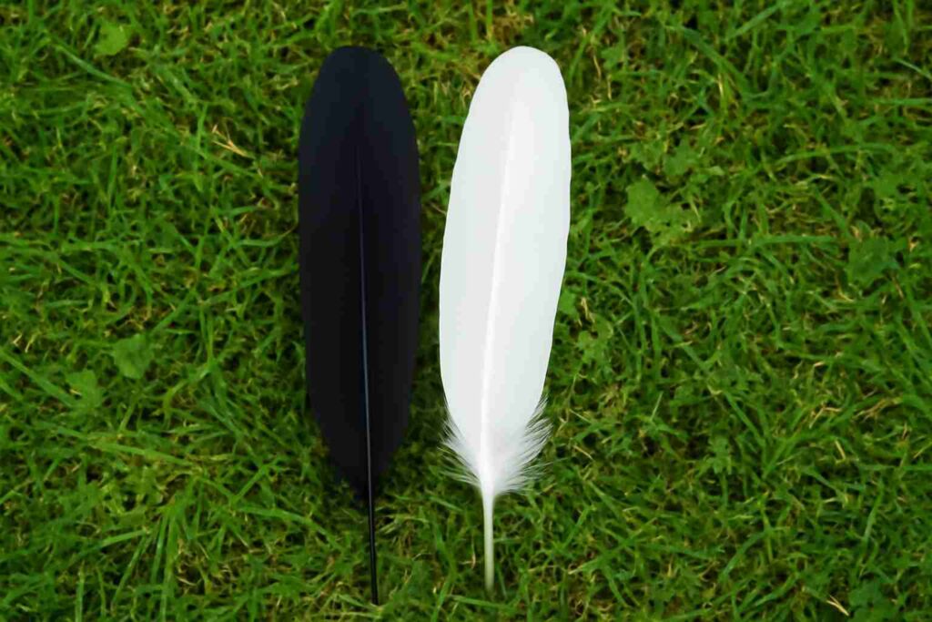 Black and White Feathers for Twin Flames