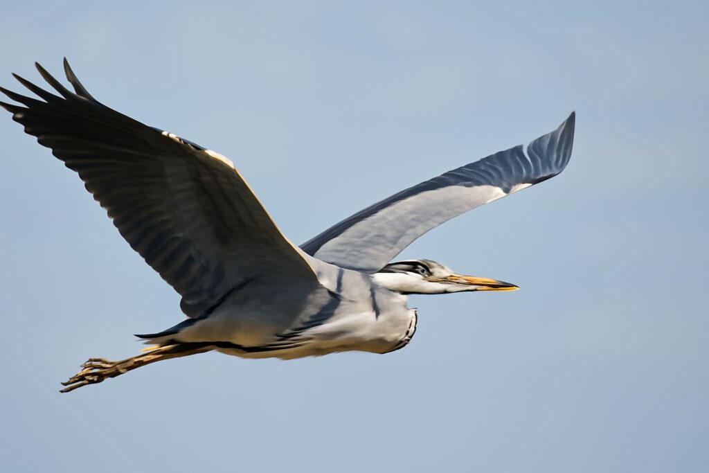 Heron’s Symbolic Significance