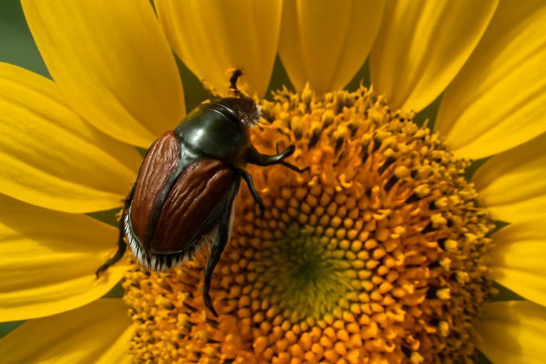 June Bug as a Spiritual Guide