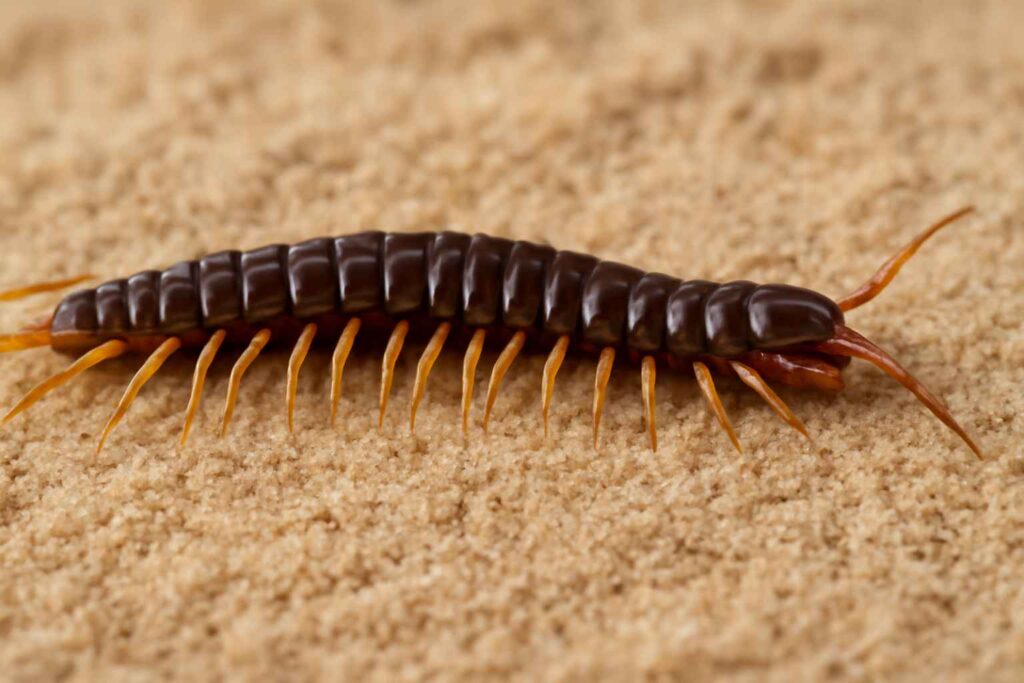Spiritual Meanings of Seeing a Centipede