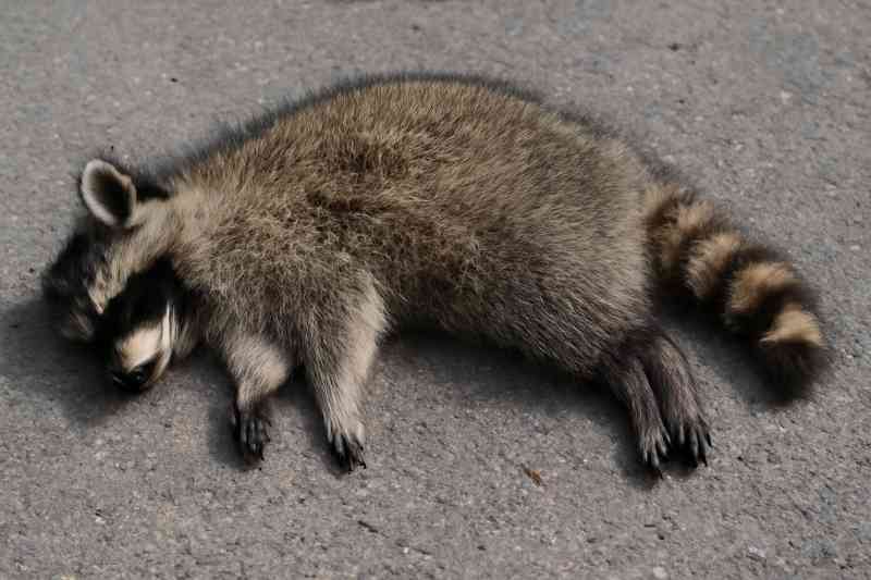Dead raccoon