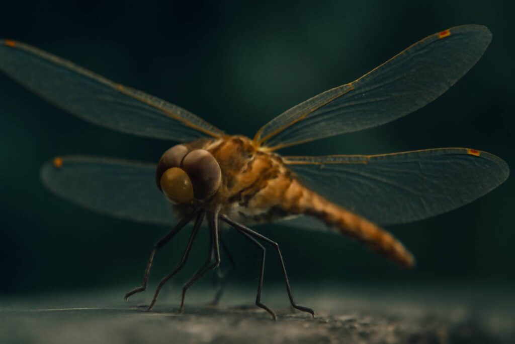 Dragonfly