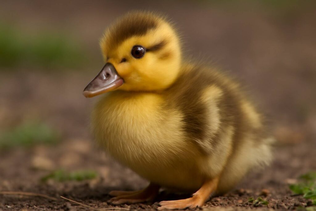 Duckling Spiritual Meaning