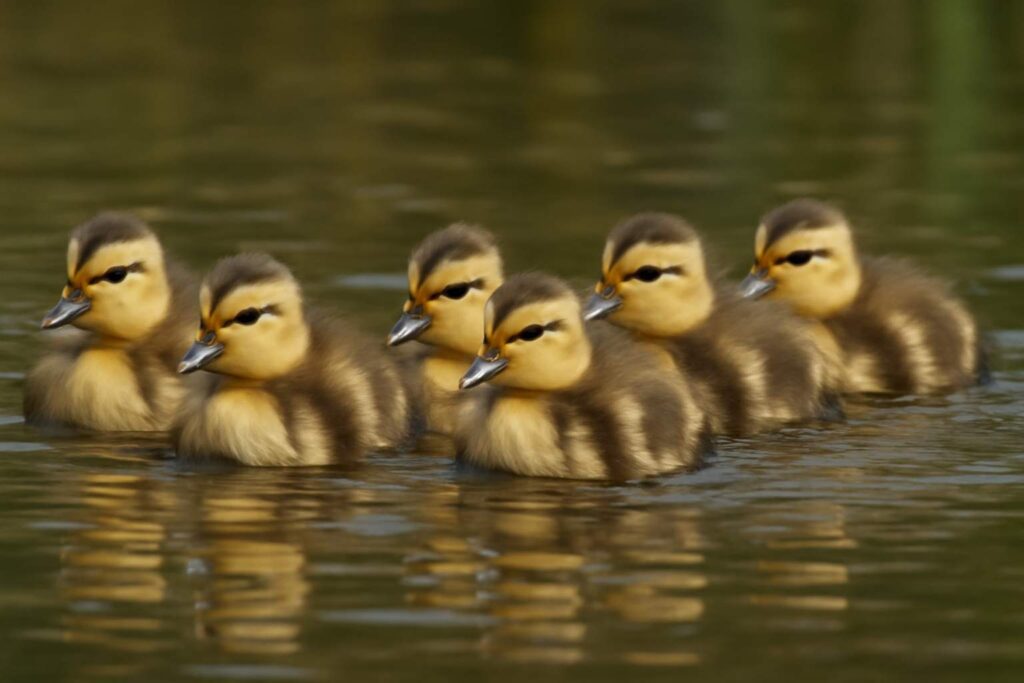 Ducklings
