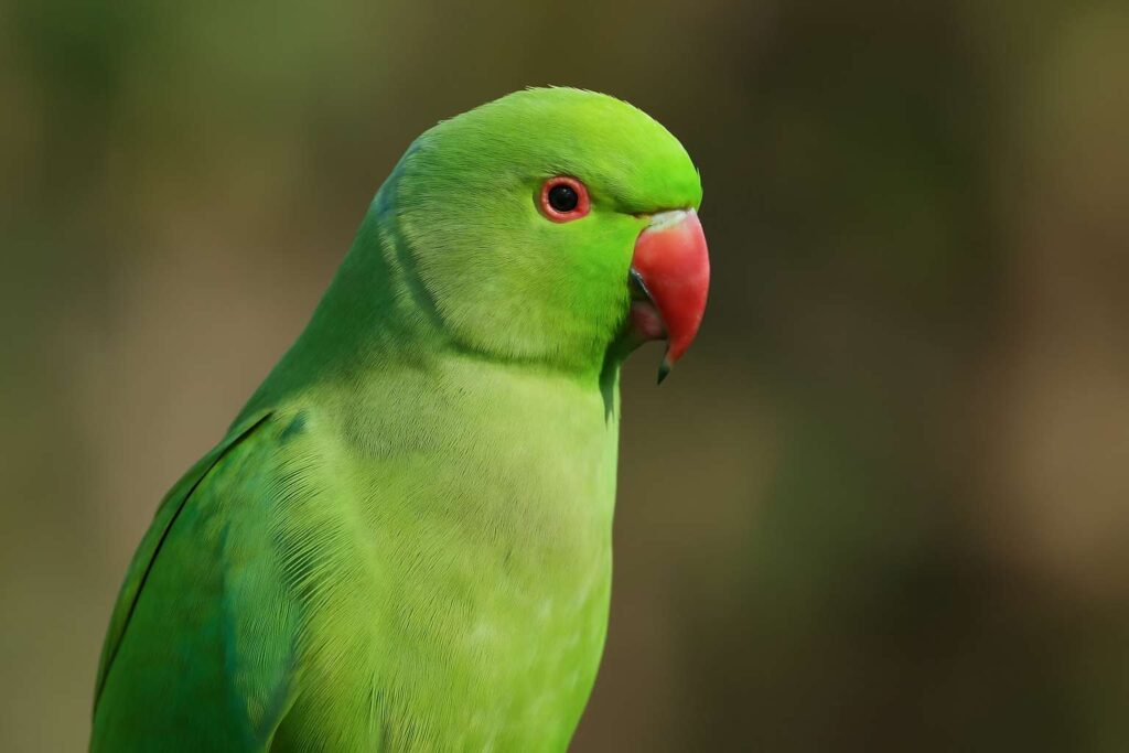 Spiritual Meaning of Birds