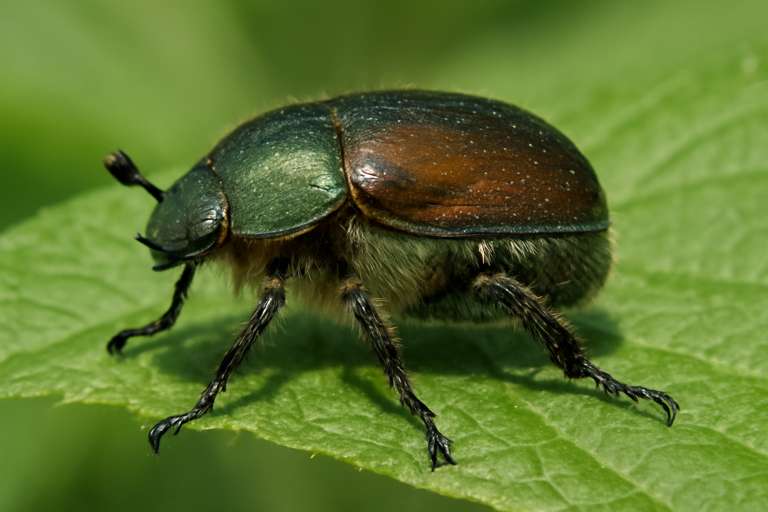 June Bug Spiritual Meaning