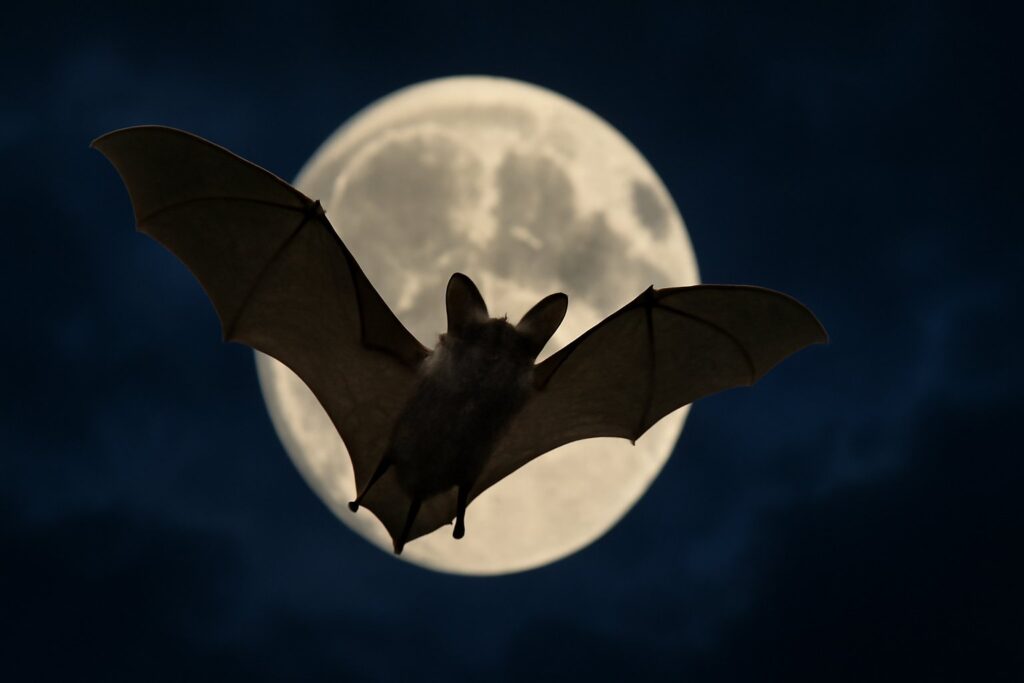 Spiritual Meaning Of a Bat