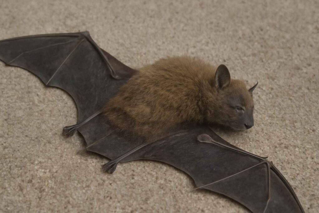 Seeing a Dead Bat