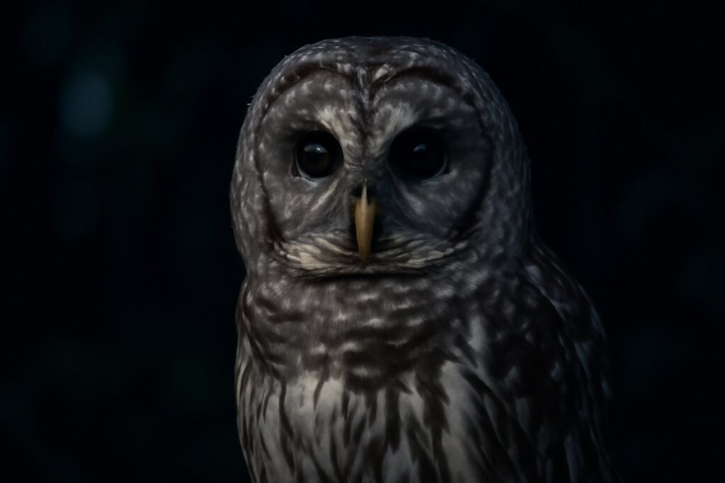 Owl at Night 
