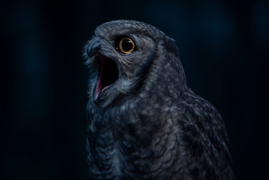 Owl Hooting