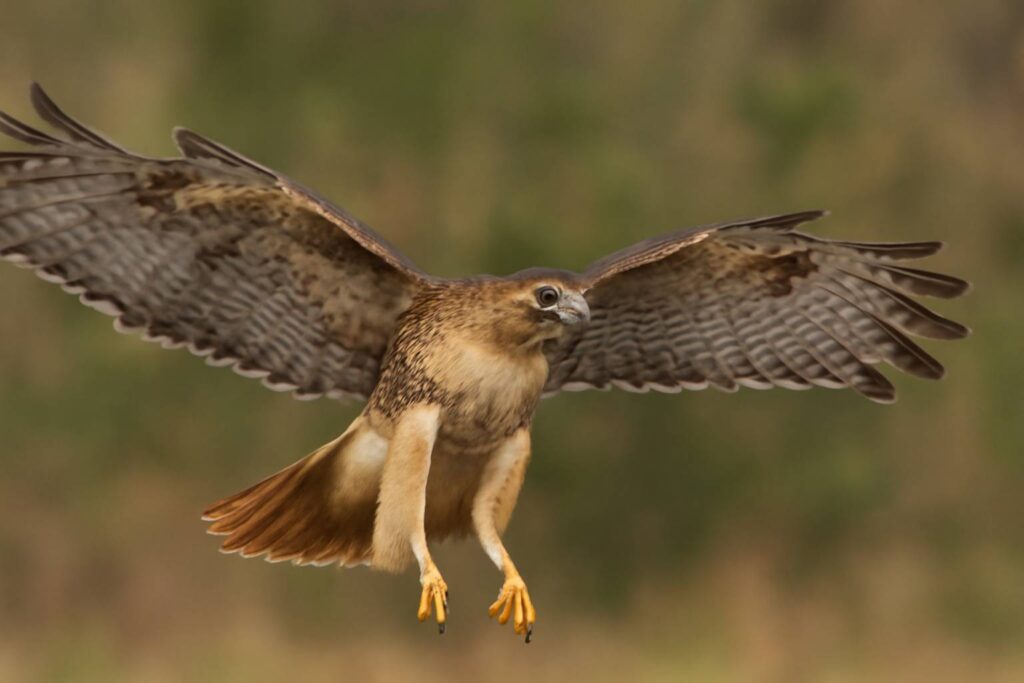 Symbolic Nature of Hawks