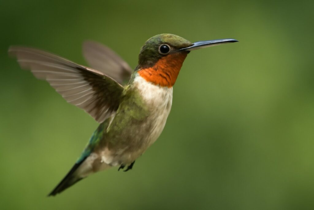 Spiritual Meaning of Birds