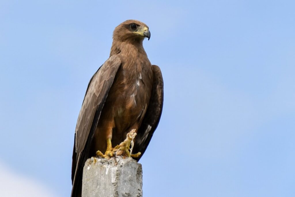 Hawks Visit You in Dreams