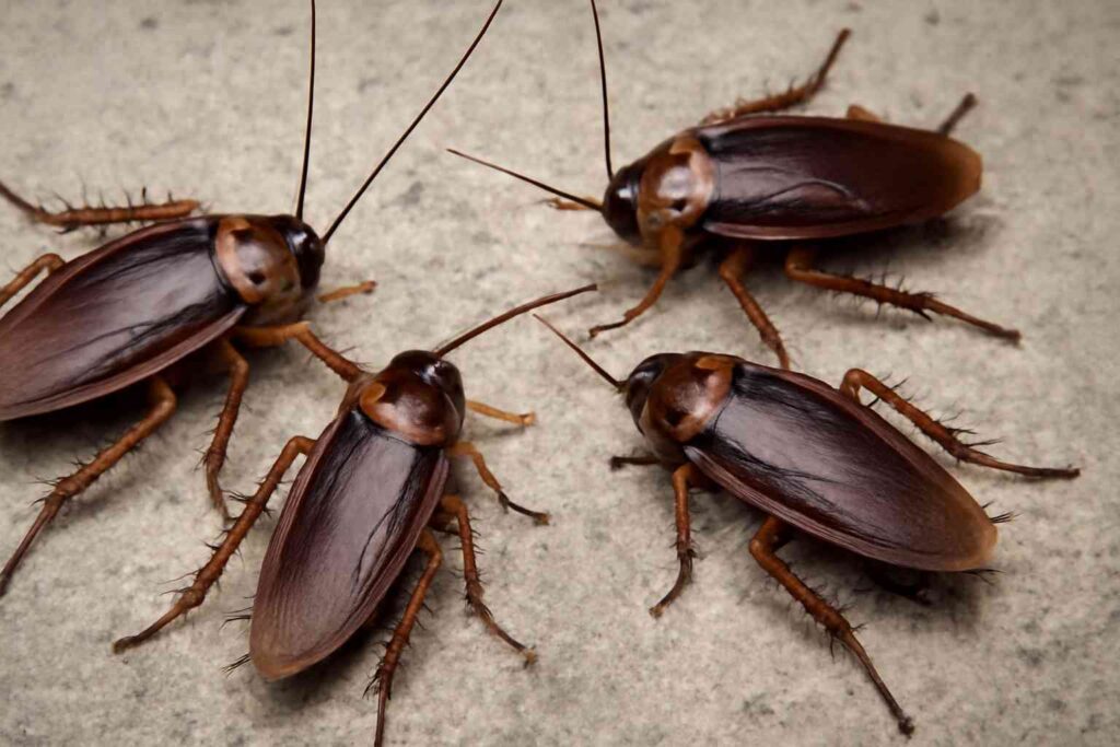Surprising Spiritual Meaning of Cockroaches