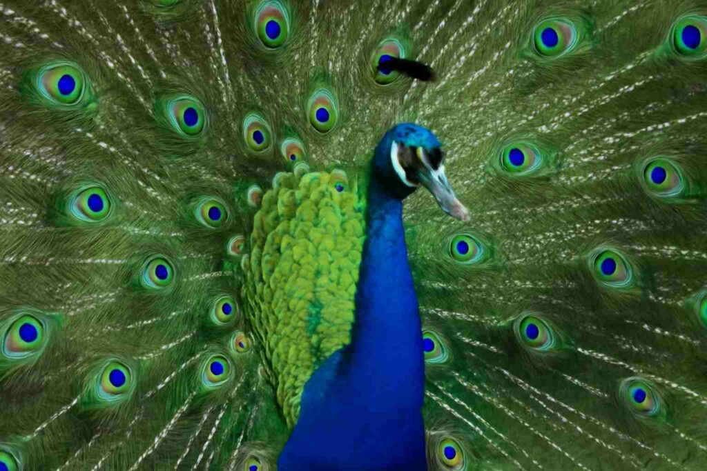Peacock