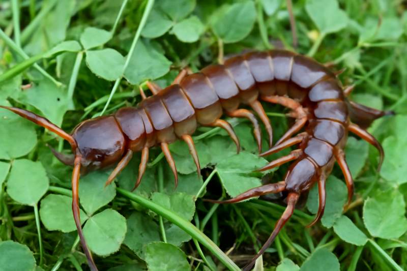 Brown Centipede on plants