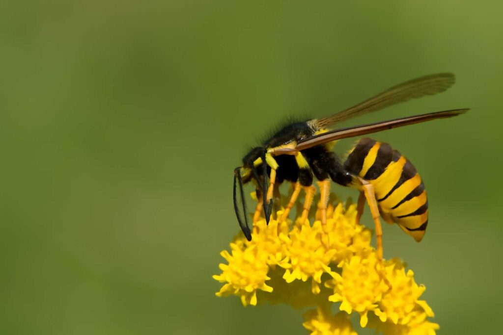 Nature and Role of Yellow Jackets