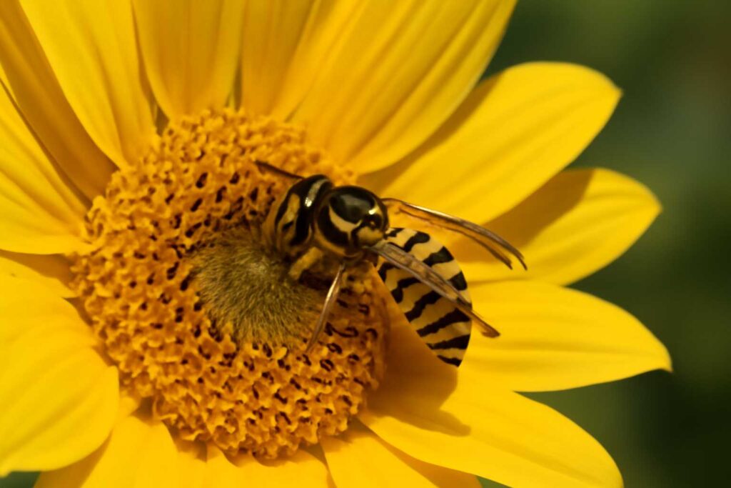 Spiritual Meanings of Yellow Jacket