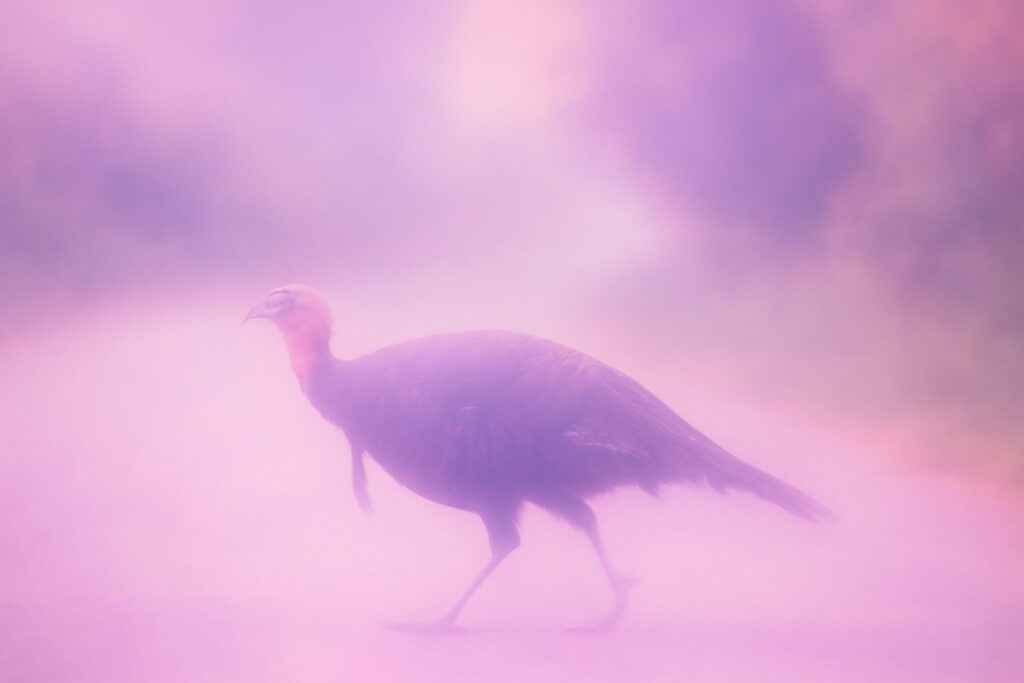 Turkey Crossing Your Path in Dream.