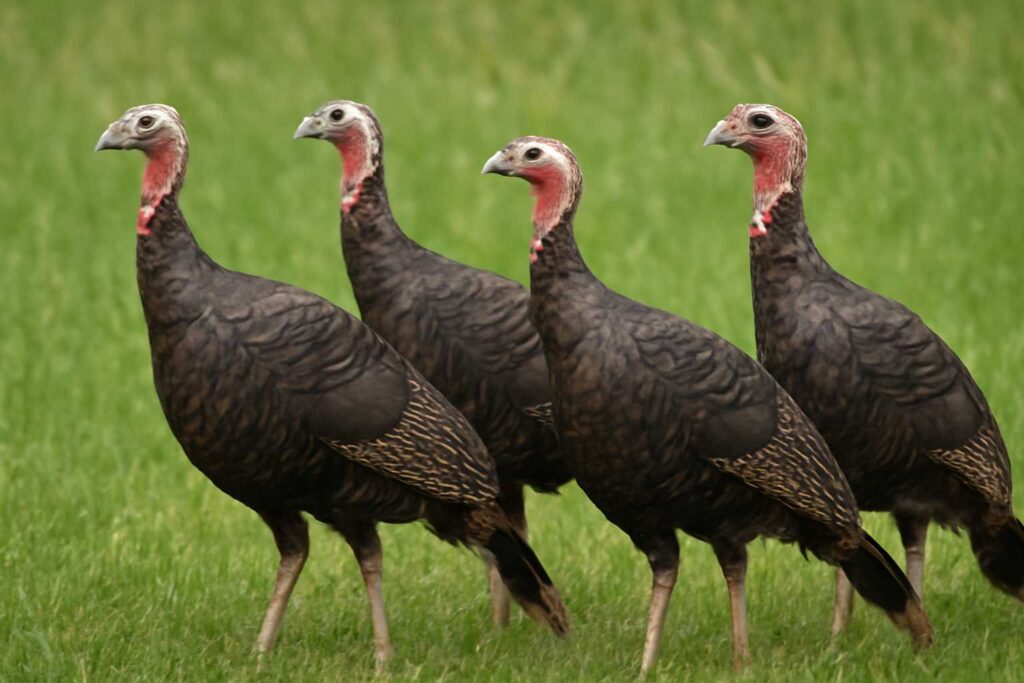 Turkeys