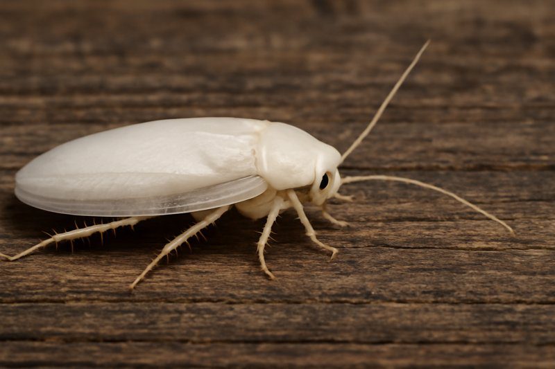 White Cockroach