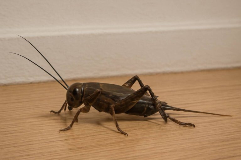 Spiritual Meaning of Cricket in House