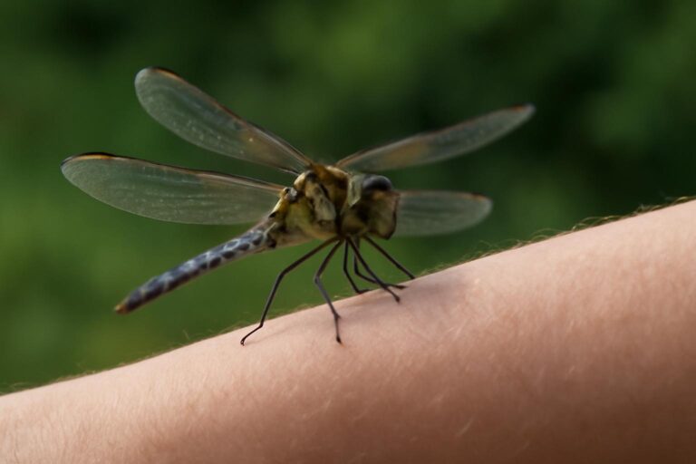 What Does it Mean When a Dragonfly Lands on You