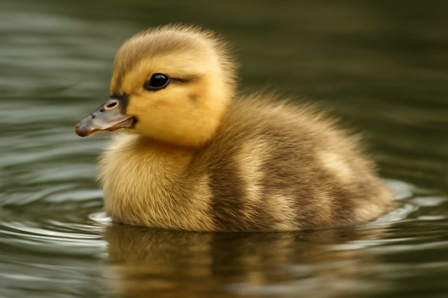 Duckling