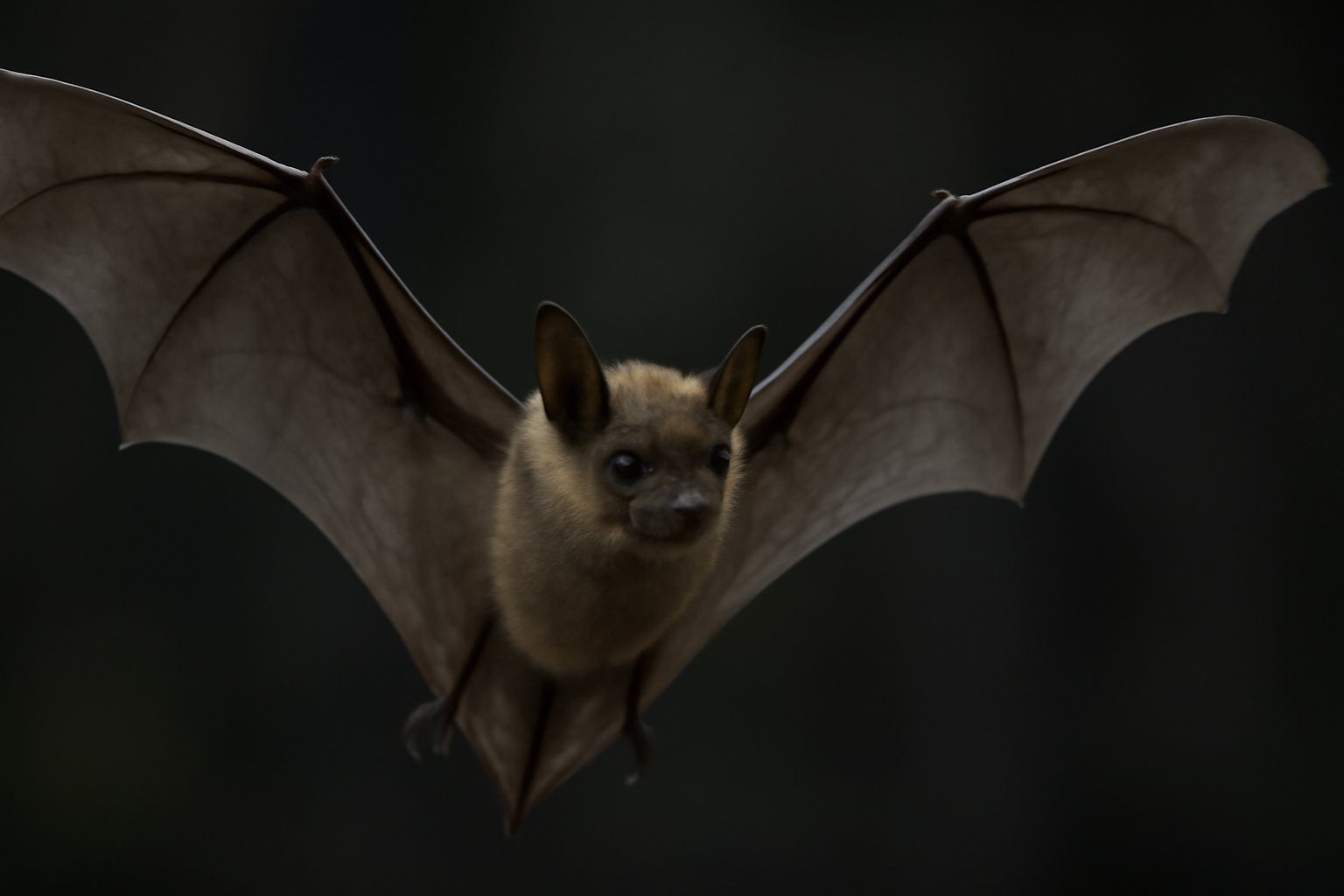 Bat