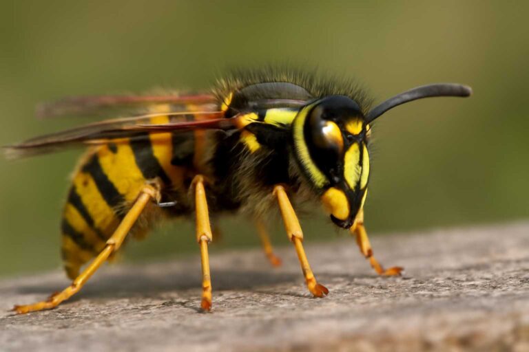 Yellow Jacket